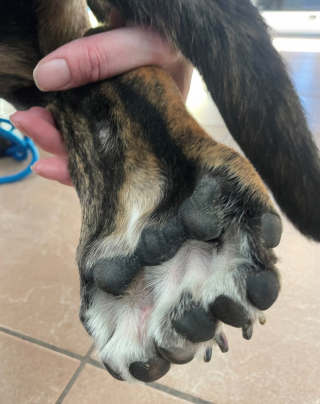 Illustration de l'article : Atteinte d’une anomalie rare à la patte, Bella a récolté les fruits de sa médiatisation en rencontrant sa nouvelle famille