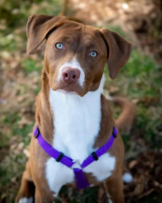 Illustration de l'article : Molly, une ancienne chienne abandonnée, est maintenant devenue thérapeute