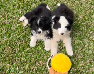 Illustration de l'article : Incapable de faire un choix, un homme surprend sa compagne en ramenant deux chiots issus d’une même portée chez lui (vidéo)