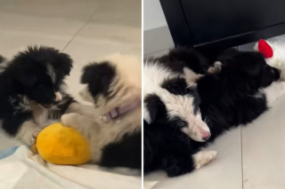 Illustration de l'article : Incapable de faire un choix, un homme surprend sa compagne en ramenant deux chiots issus d’une même portée chez lui (vidéo)