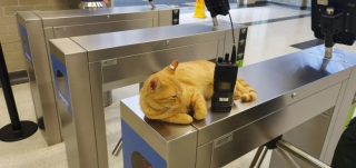 Illustration de l'article : Fasciné par la station de métro en bas de chez lui, un chat y passe le plus clair de son temps et y joue désormais un rôle très important