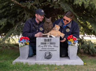 Illustration de l'article : Un atelier ferroviaire réunit une équipe de chatons roux pour assurer la relève de sa mascotte adorée