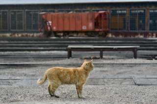 Illustration de l'article : Un atelier ferroviaire réunit une équipe de chatons roux pour assurer la relève de sa mascotte adorée