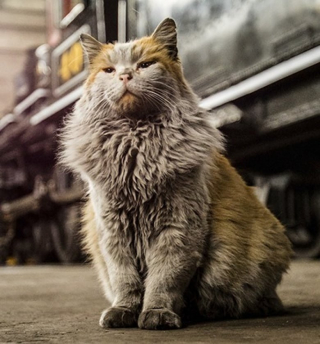 Illustration de l'article : Un atelier ferroviaire réunit une équipe de chatons roux pour assurer la relève de sa mascotte adorée