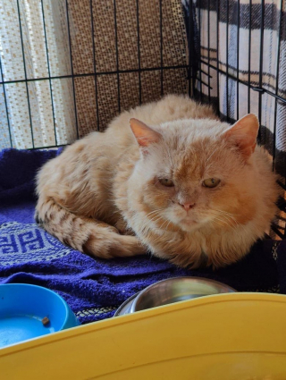 Illustration de l'article : Un jeune homme découvre que des chats sauvés d’une « usine à chatons » n’avaient jamais eu accès à l’extérieur