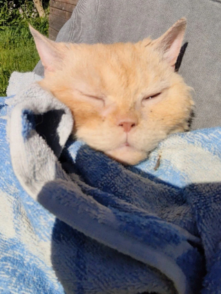 Illustration de l'article : Un jeune homme découvre que des chats sauvés d’une « usine à chatons » n’avaient jamais eu accès à l’extérieur