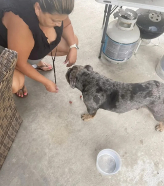 Illustration de l'article : Utilisée pour la reproduction, une chienne chassée de chez elle atterrit chez une jeune femme bouleversée par son histoire (vidéo)