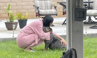 Illustration de l'article : Utilis&eacute;e pour la reproduction, une chienne chass&eacute;e de chez elle atterrit chez une jeune femme boulevers&eacute;e par son histoire (vid&eacute;o)