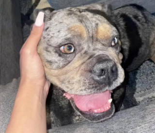 Illustration de l'article : Utilisée pour la reproduction, une chienne chassée de chez elle atterrit chez une jeune femme bouleversée par son histoire (vidéo)