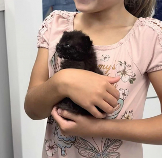 Illustration de l'article : D&eacute;shydrat&eacute; et malnutri, un chaton a re&ccedil;u in extremis l&rsquo;aide dont il avait besoin