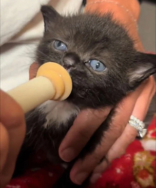 Illustration de l'article : Déshydraté et malnutri, un chaton a reçu in extremis l’aide dont il avait besoin