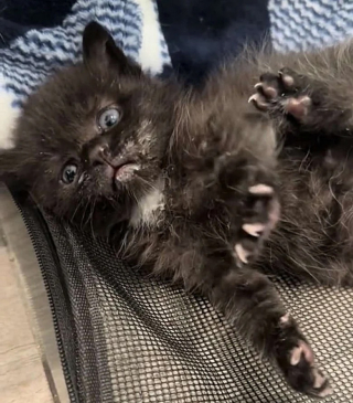 Illustration de l'article : Déshydraté et malnutri, un chaton a reçu in extremis l’aide dont il avait besoin