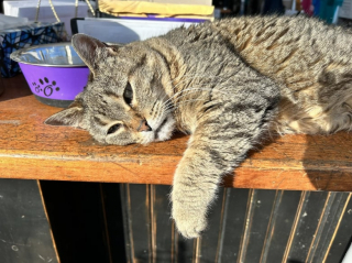 Illustration de l'article : Âgée de 24 ans, cette chatte est devenue la figure incontournable d’un magasin de charité et les clients se déplacent pour elle