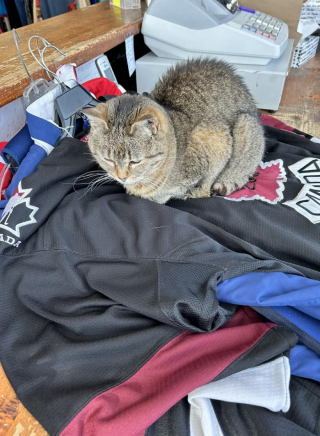 Illustration de l'article : Âgée de 24 ans, cette chatte est devenue la figure incontournable d’un magasin de charité et les clients se déplacent pour elle