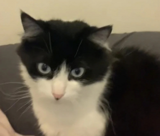 Illustration de l'article : Une femme met rapidement ses appréhensions de côté lorsqu’elle comprend que sa chatte entoure d’amour le nouveau petit chaton (vidéo)