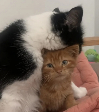 Illustration de l'article : Une femme met rapidement ses appréhensions de côté lorsqu’elle comprend que sa chatte entoure d’amour le nouveau petit chaton (vidéo)