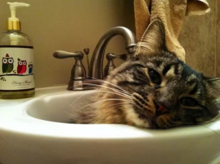 Illustration de l'article : 10 photos de chats capables de dormir n’importe où