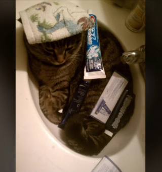 Illustration de l'article : 10 photos de chats capables de dormir n’importe où