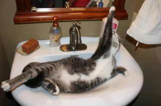 Illustration de l'article : 10 photos de chats capables de dormir n’importe où