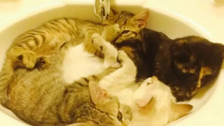 Illustration de l'article : 10 photos de chats capables de dormir n’importe où