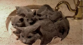 Illustration de l'article : 10 photos de chats capables de dormir n’importe où