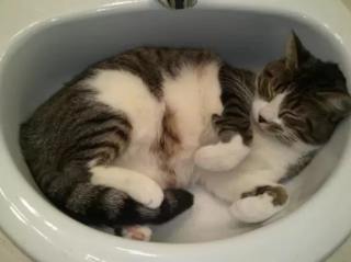 Illustration de l'article : 10 photos de chats capables de dormir n’importe où