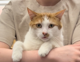 Illustration de l'article : Adopté par une famille d’accueil, ce chat s’associe quotidiennement à la prise en soins des chatons recueillis (vidéo)