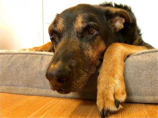 Illustration de l'article : 10 photos qui révèlent toute la tendresse des chiens seniors