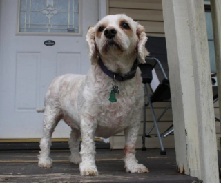 Illustration de l'article : 10 photos qui révèlent toute la tendresse des chiens seniors