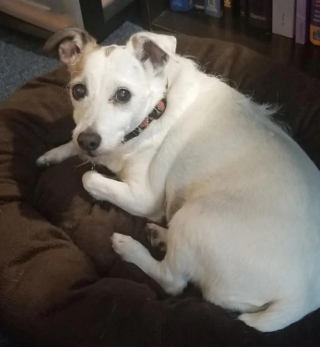 Illustration de l'article : 10 photos qui révèlent toute la tendresse des chiens seniors