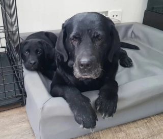 Illustration de l'article : 10 photos qui révèlent toute la tendresse des chiens seniors