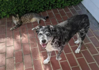 Illustration de l'article : 10 photos qui révèlent toute la tendresse des chiens seniors