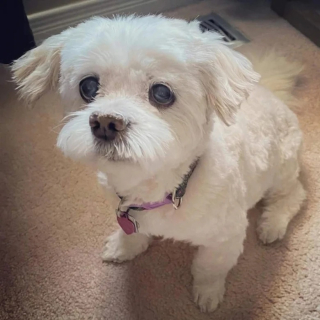 Illustration de l'article : 10 photos qui révèlent toute la tendresse des chiens seniors