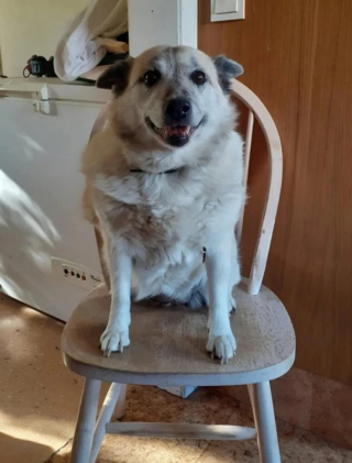 Illustration de l'article : 10 photos qui révèlent toute la tendresse des chiens seniors