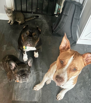 Illustration de l'article : Trouvé errant dans la rue, ce chaton a rapidement affiché une particularité physique très étonnante