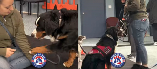 Illustration de l'article : Après un début de vie dans un élevage surpeuplé, un Bouvier Bernois saisit la chance de devenir chien d’assistance (vidéo)