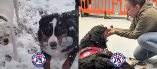 Illustration de l'article : Après un début de vie dans un élevage surpeuplé, un Bouvier Bernois saisit la chance de devenir chien d’assistance (vidéo)