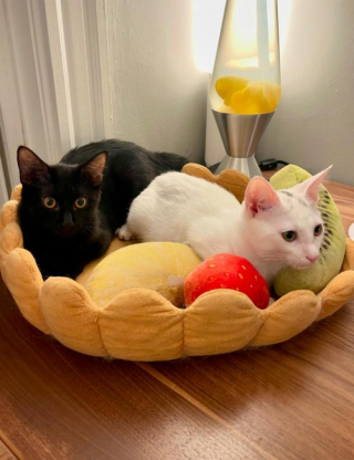 Illustration de l'article : Une femme contacte un refuge pour l’adoption d’un chat et se laisse finalement attendrir par un duo inséparable (vidéo)