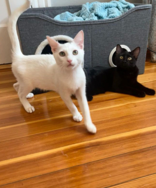 Illustration de l'article : Une femme contacte un refuge pour l’adoption d’un chat et se laisse finalement attendrir par un duo inséparable (vidéo)