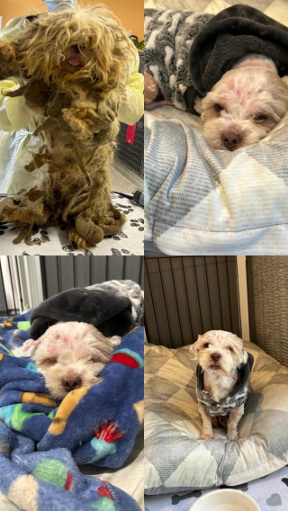 Illustration de l'article : Une vétérinaire intervient lors d’un sauvetage de dizaines d’animaux négligés et tombe sous le charme d’une boule de poils en grand manque d’affection