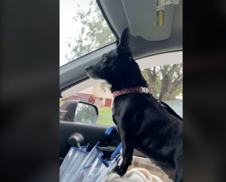 Illustration de l'article : Excitée d’être de retour chez elle, cette ancienne chienne de refuge ne peut contenir son émotion (vidéo)