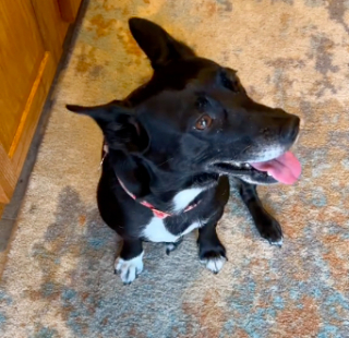 Illustration de l'article : Excitée d’être de retour chez elle, cette ancienne chienne de refuge ne peut contenir son émotion (vidéo)