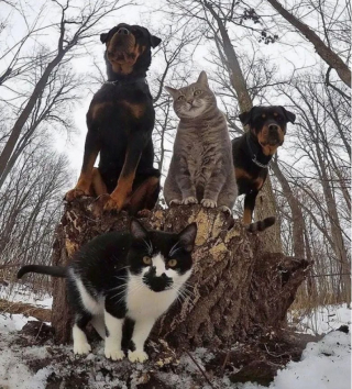 Illustration de l'article : 10 clich&eacute;s d'animaux particuli&egrave;rement photog&eacute;niques