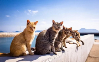 Illustration de l'article : 10 clich&eacute;s d'animaux particuli&egrave;rement photog&eacute;niques