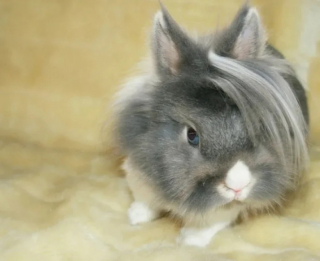 Illustration de l'article : 10 clich&eacute;s d'animaux particuli&egrave;rement photog&eacute;niques