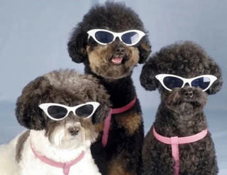 Illustration de l'article : 10 clich&eacute;s d'animaux particuli&egrave;rement photog&eacute;niques