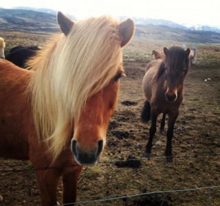 Illustration de l'article : 10 clich&eacute;s d'animaux particuli&egrave;rement photog&eacute;niques