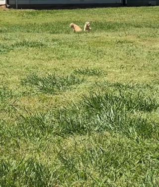 Illustration de l'article : Partie en promenade avec son chien, une femme vient au secours de 2 chiots abandonnés et les accueille chez elle (vidéo)