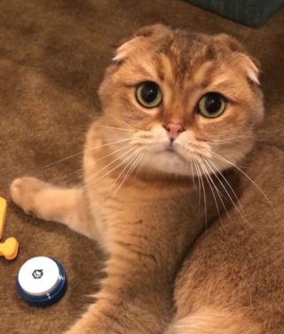 Illustration de l'article : Un Scottish Fold demande clairement à sa maîtresse d’éteindre son téléphone pour pouvoir aller se coucher (vidéo)