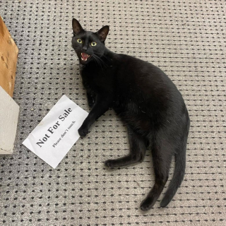 Illustration de l'article : Dans cette célèbre librairie, des chats occupent les rayons depuis 1987 (vidéo)